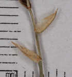 Ouachita Mountain sedge